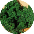 heki-3211---islandmoos-8157782E1.jpg