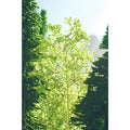 noch-23100---natur-2647F7971.jpg