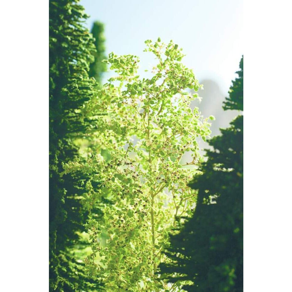 noch-23100---natur-2647F7972.jpg